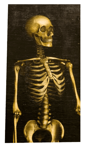 Voodoo Brew Master Skeleton PNG